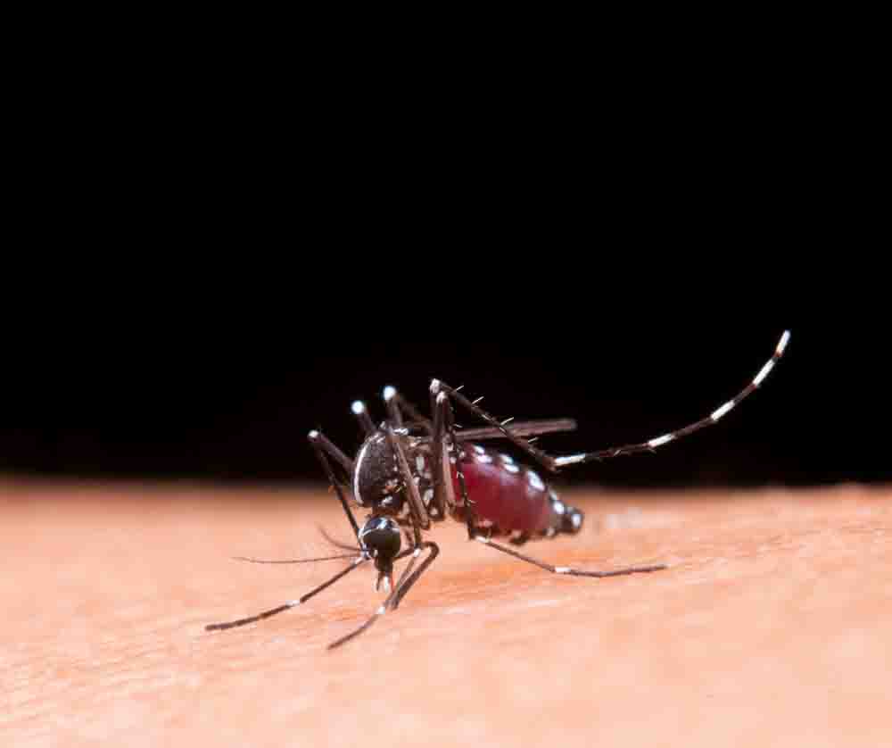 1760 casos de dengue: Salud solicita a población eliminar criaderos de mosquitos
