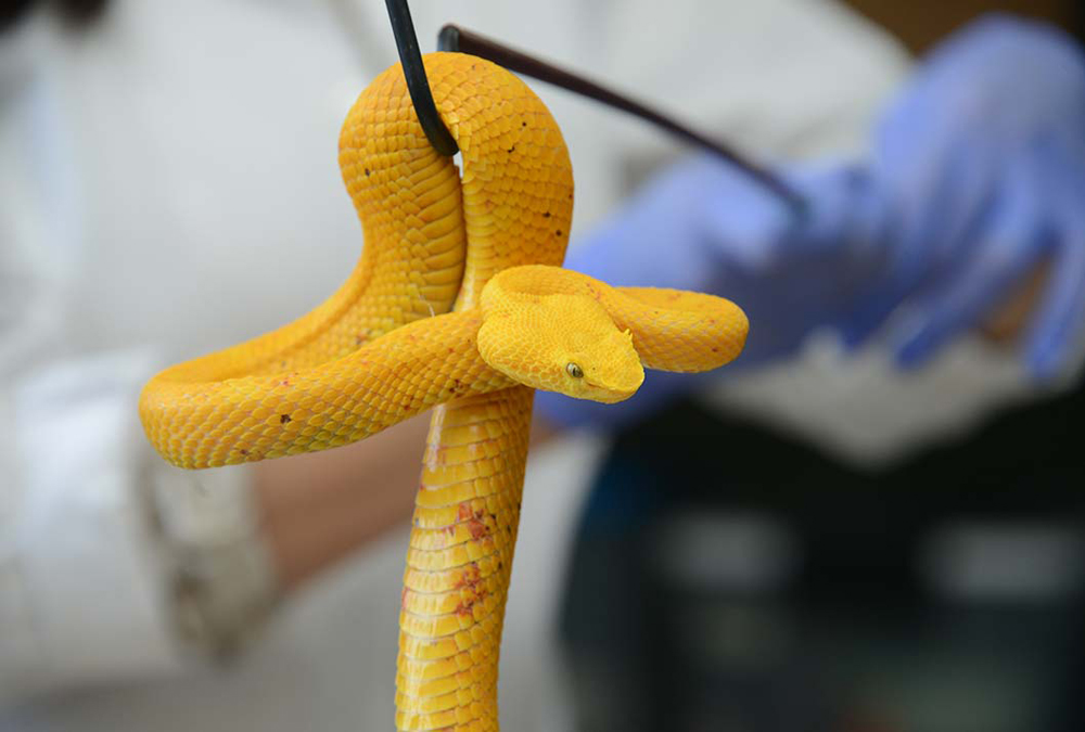 OMS incluye los envenenamientos por mordeduras de serpiente como enfermedad desatendida foto2