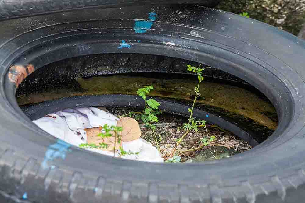 Salud pide no bajar la guardia contra el mosquito Aedes aegypti