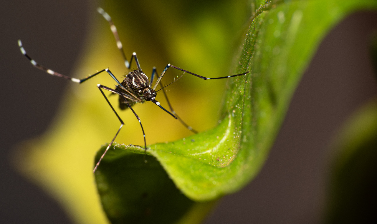 Salud confirma octavo caso de dengue tipo 4 o DENV-4