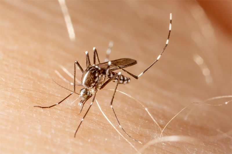 Salud continua trabajos en Turrialba ante casos de dengue