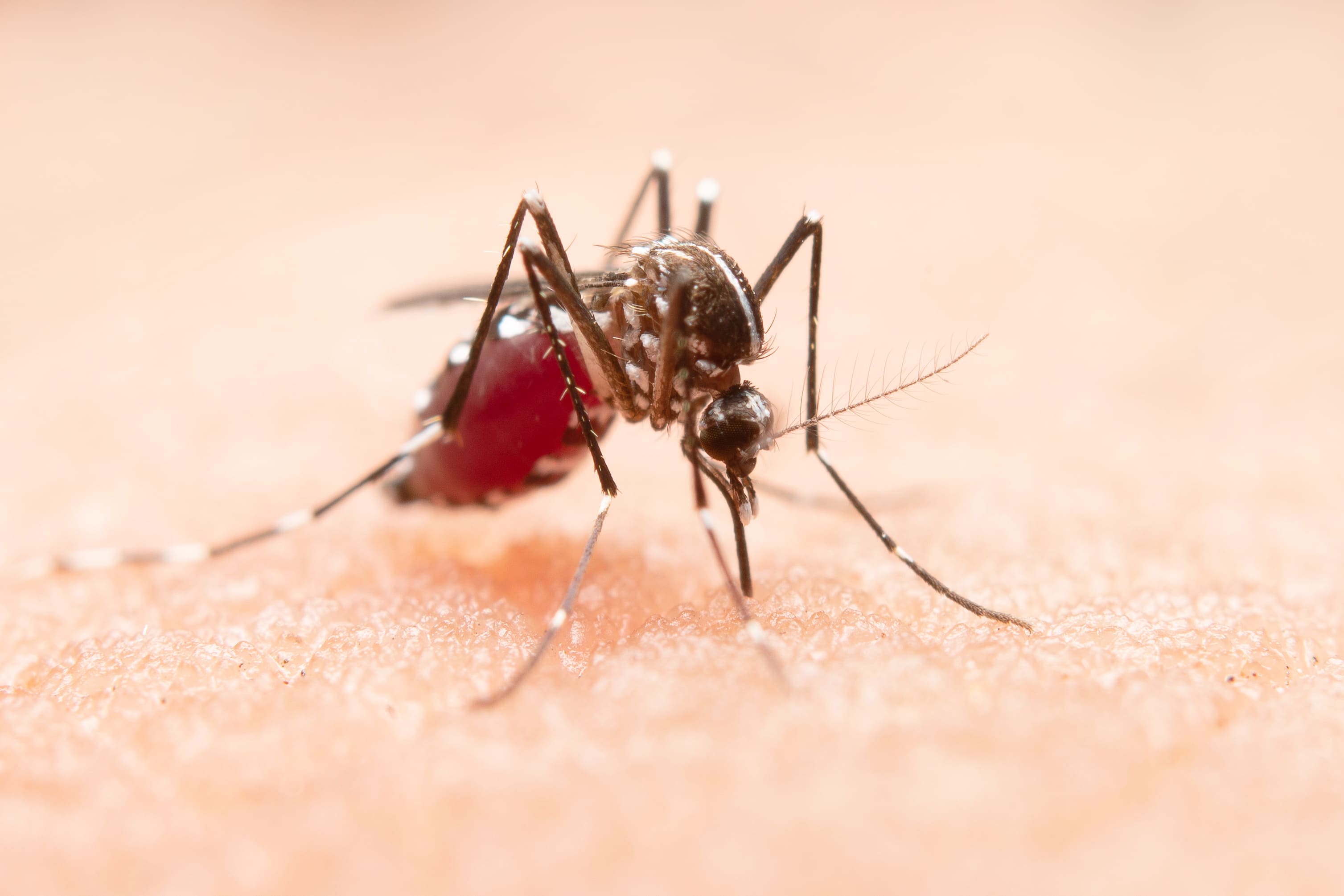Se confirman dos casos nuevos de dengue tipo 4 o DENV-4 sumando cinco casos en total Se confirman dos casos nuevos de dengue tipo 4 o DENV-4 sumando cinco casos en total