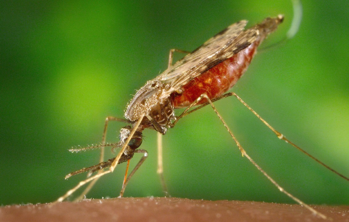 Personal de salud se fortalece en estrategia para avanzar hacia la eliminación de malaria en el país Personal de salud se fortalece en estrategia para avanzar hacia la eliminación de malaria en el país