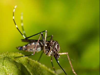 Salud declara alerta sanitaria preventiva por dengue 
