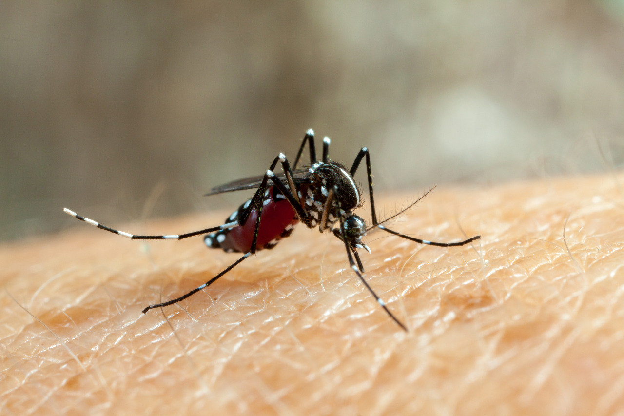 Se confirman dos casos nuevos de dengue tipo 4 o DENV-4 sumando siete casos en total Se confirman dos casos nuevos de dengue tipo 4 o DENV-4 sumando siete casos en total