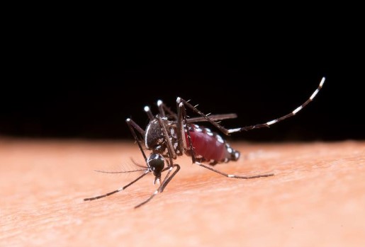Casos de dengue mantienen aumento estable durante la semana epidemiológica 45 Casos de dengue mantienen aumento estable durante la semana epidemiológica 45