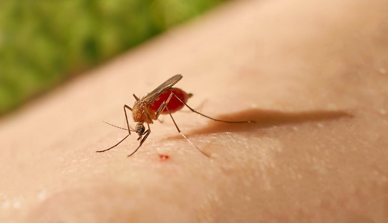 Ministerio de Salud reporta un total de 139 casos de malaria en la Región Huetar Caribe Ministerio de Salud reporta un total de 139 casos de malaria en la Región Huetar Caribe