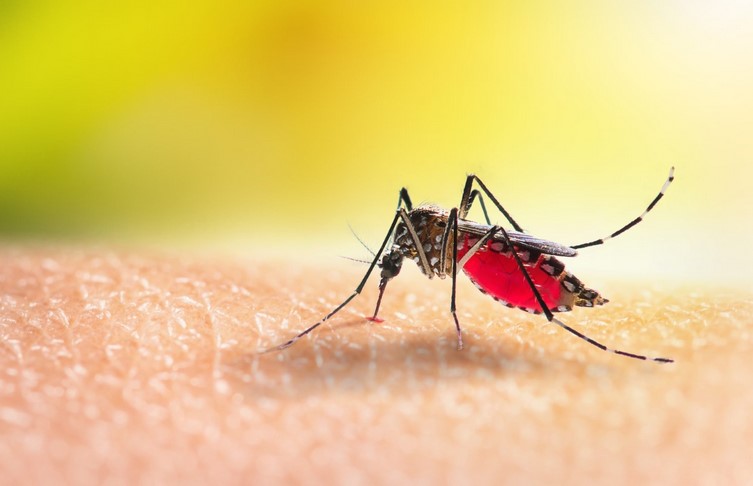 Salud realizará intervenciones en Sarapaquí por circulación de los cuatro serotipos de dengue Salud realizará intervenciones en Sarapaquí por circulación de los cuatro serotipos de dengue