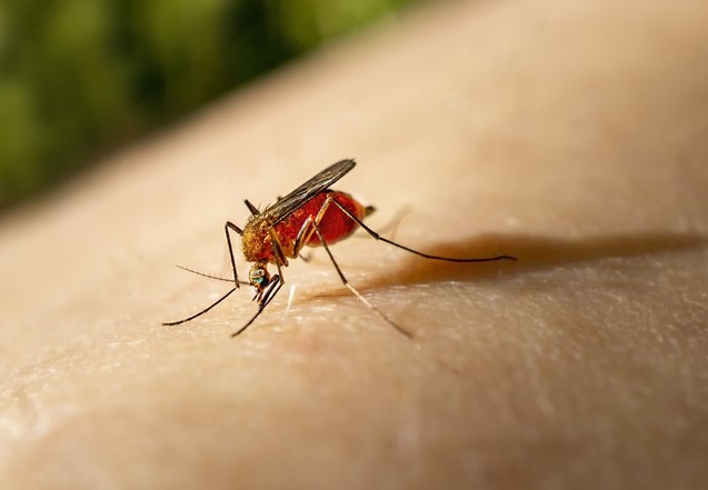 Salud reporta dos casos importados de malaria en Cartago