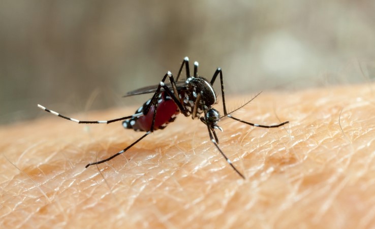 Salud confirma circulación autóctona simultanea de los cuatro serotipos de dengue en el país Salud confirma circulación autóctona simultanea de los cuatro serotipos de dengue en el país