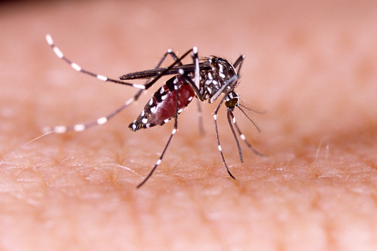 Día Internacional del Dengue 82% menos casos de dengue, pero la lucha continúa