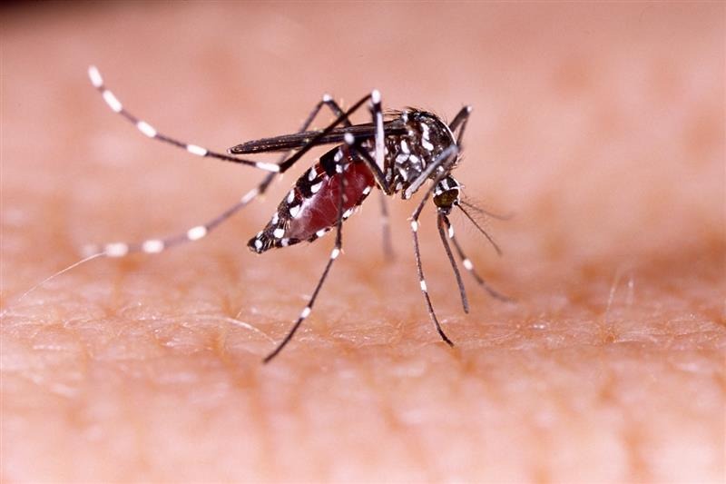 Salud realiza reporta disminución del 69,5% de casos de dengue a la semana epidemiológica 12 Salud realiza reporta disminución del 69,5% de casos de dengue a la semana epidemiológica 12